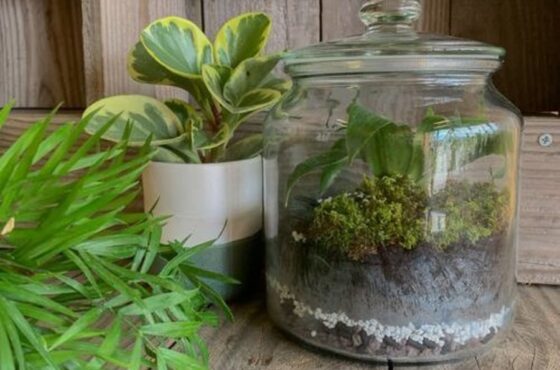 Atelier Terrarium À Villeurbanne (69)
