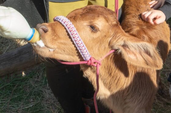 Billet Pour Le Parc Animalier De Ginasservis (83)