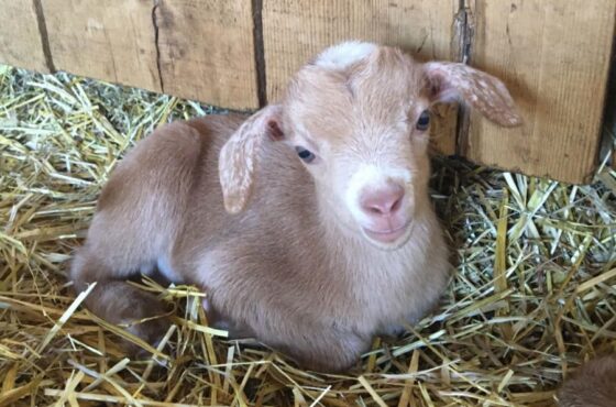 Visite De La Ferme De Gally De Sartrouville 2024