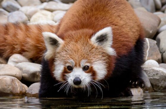 Billet Pour Le Parc Zoologique Et Botanique De Mulhouse (68)