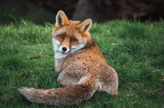 Billet Pour Legendia Parc (44)