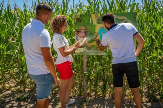 Labyrinthe Géant Dans Un Champ De Maïs À Guérande (44)