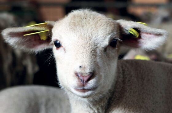 Visite De La Ferme De Gally Saint-Cyr-L’ecole 2024